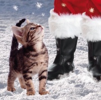 Charity Christmas card Cats Protection.jpg